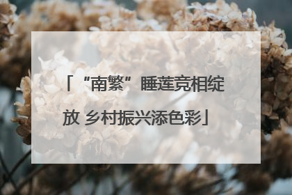 “南繁”睡莲竞相绽放 乡村振兴添色彩