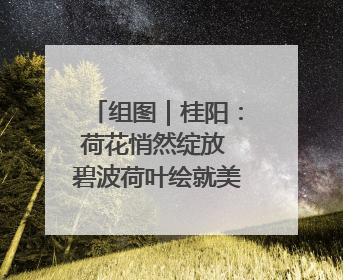 组图｜桂阳：荷花悄然绽放 碧波荷叶绘就美好夏日画卷