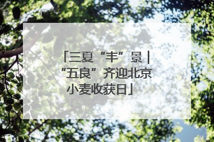 三夏“丰”景｜“五良”齐迎北京小麦收获日