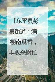 东平县彭集街道：满棚南瓜香，丰收采摘忙