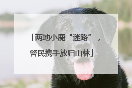 两地小鹿“迷路”，警民携手放归山林
