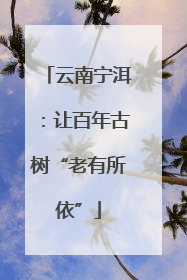 云南宁洱：让百年古树“老有所依”