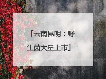 云南昆明：野生菌大量上市