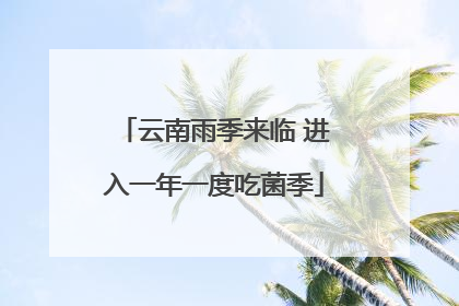 云南雨季来临 进入一年一度吃菌季
