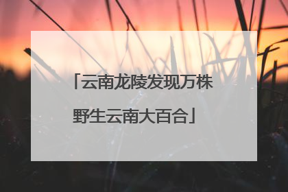 云南龙陵发现万株野生云南大百合
