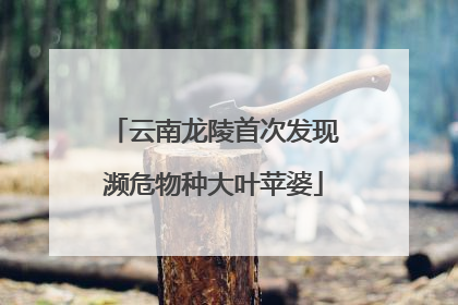 云南龙陵首次发现濒危物种大叶苹婆