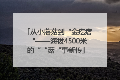 从小蘑菇到“金疙瘩“——海拔4500米的““菇“事新传
