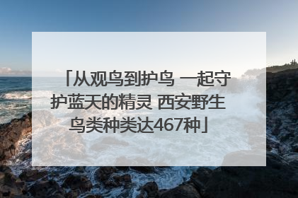 从观鸟到护鸟 一起守护蓝天的精灵 西安野生鸟类种类达467种