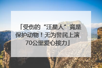 受伤的“汪星人”竟是保护动物！无为警民上演70公里爱心接力