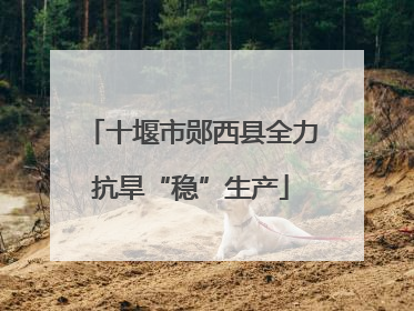 十堰市郧西县全力抗旱“稳”生产
