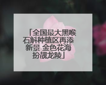 全国最大黑喉石斛种植区再添新景 金色花海扮靓龙陵