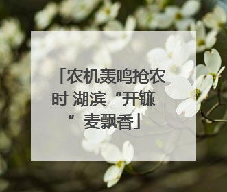 农机轰鸣抢农时 湖滨“开镰”麦飘香