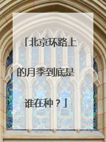 北京环路上的月季到底是谁在种？
