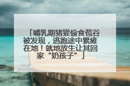 哺乳期猪獾偷食苞谷被发现，逃跑途中累瘫在地！就地放生让其回家“奶孩子”