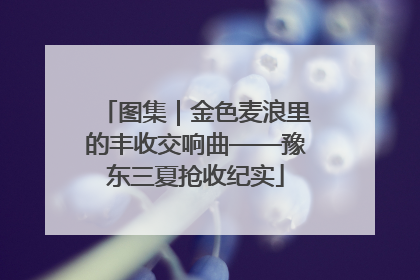 图集｜金色麦浪里的丰收交响曲——豫东三夏抢收纪实