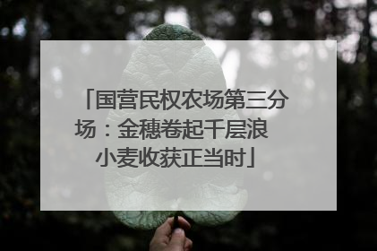 国营民权农场第三分场：金穗卷起千层浪 小麦收获正当时