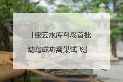 密云水库鸟岛首批幼鸟成功离巢试飞