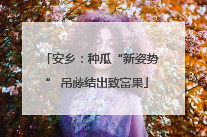 安乡：种瓜“新姿势” 吊藤结出致富果