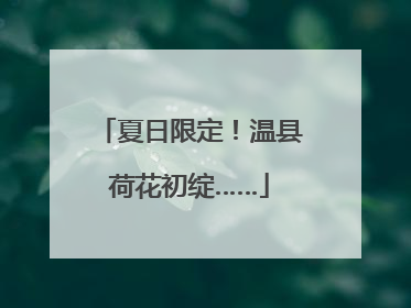 夏日限定！温县荷花初绽……
