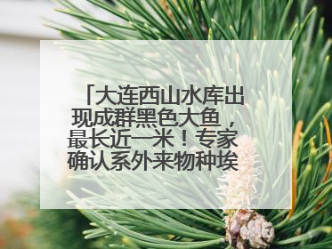 大连西山水库出现成群黑色大鱼，最长近一米！专家确认系外来物种埃及塘鲺