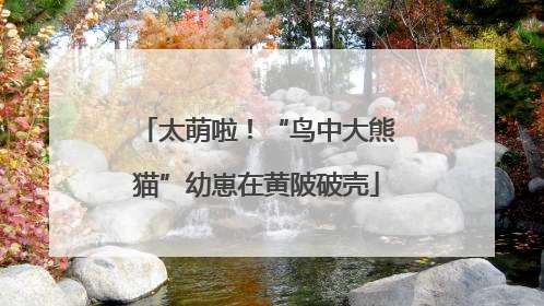 太萌啦！“鸟中大熊猫”幼崽在黄陂破壳