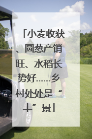 小麦收获、圆葱产销旺、水稻长势好……乡村处处是“丰”景