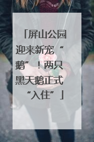 屏山公园迎来新宠“鹅”！两只黑天鹅正式“入住”