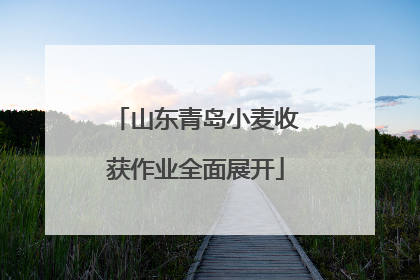 山东青岛小麦收获作业全面展开