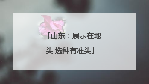 山东：展示在地头 选种有准头