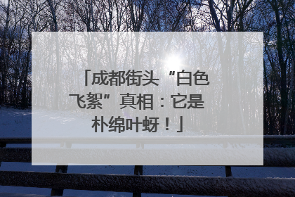 成都街头“白色飞絮”真相：它是朴绵叶蚜！