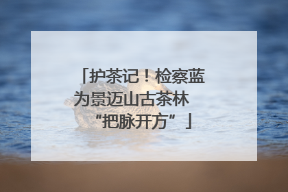 护茶记！检察蓝为景迈山古茶林 “把脉开方”