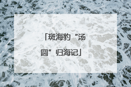 斑海豹“汤圆”归海记