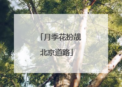 月季花扮靓北京道路