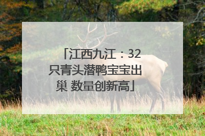 江西九江：32只青头潜鸭宝宝出巢 数量创新高
