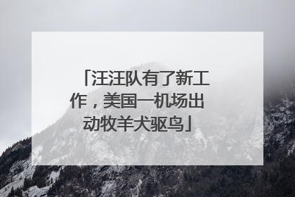汪汪队有了新工作，美国一机场出动牧羊犬驱鸟