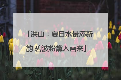 洪山：夏日水景添新韵 碧波粉黛入画来