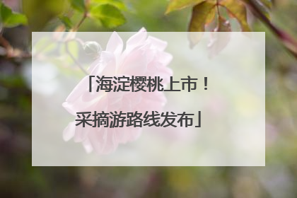 海淀樱桃上市！采摘游路线发布