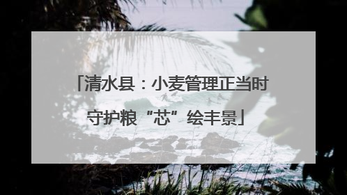 清水县：小麦管理正当时 守护粮“芯”绘丰景