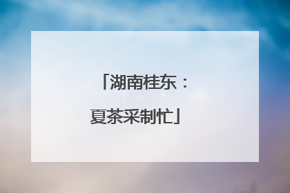 湖南桂东：夏茶采制忙