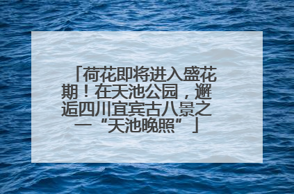 荷花即将进入盛花期！在天池公园，邂逅四川宜宾古八景之一“天池晚照”