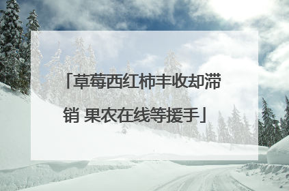 草莓西红柿丰收却滞销 果农在线等援手