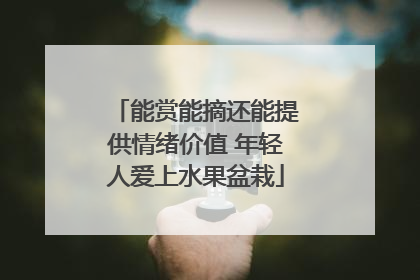 能赏能摘还能提供情绪价值 年轻人爱上水果盆栽