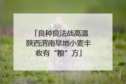 良种良法战高温 陕西渭南旱地小麦丰收有“粮”方