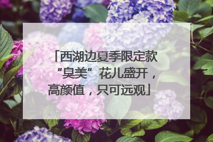 西湖边夏季限定款“臭美”花儿盛开，高颜值，只可远观