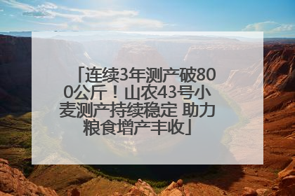 连续3年测产破800公斤！山农43号小麦测产持续稳定 助力粮食增产丰收