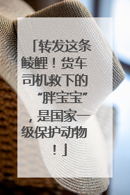 转发这条鲮鲤！货车司机救下的“胖宝宝”，是国家一级保护动物！