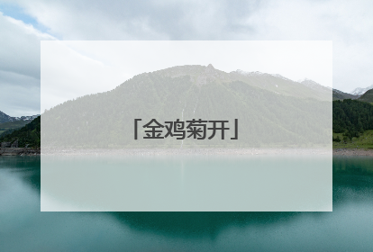 金鸡菊开