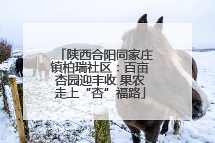 陕西合阳同家庄镇柏瑞社区：百亩杏园迎丰收 果农走上“杏”福路