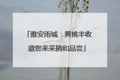 雅安雨城：黄桃丰收 邀您来采摘和品尝