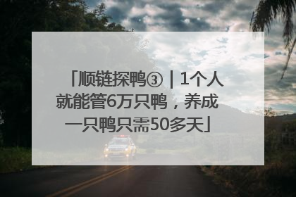 顺链探鸭③｜1个人就能管6万只鸭，养成一只鸭只需50多天
